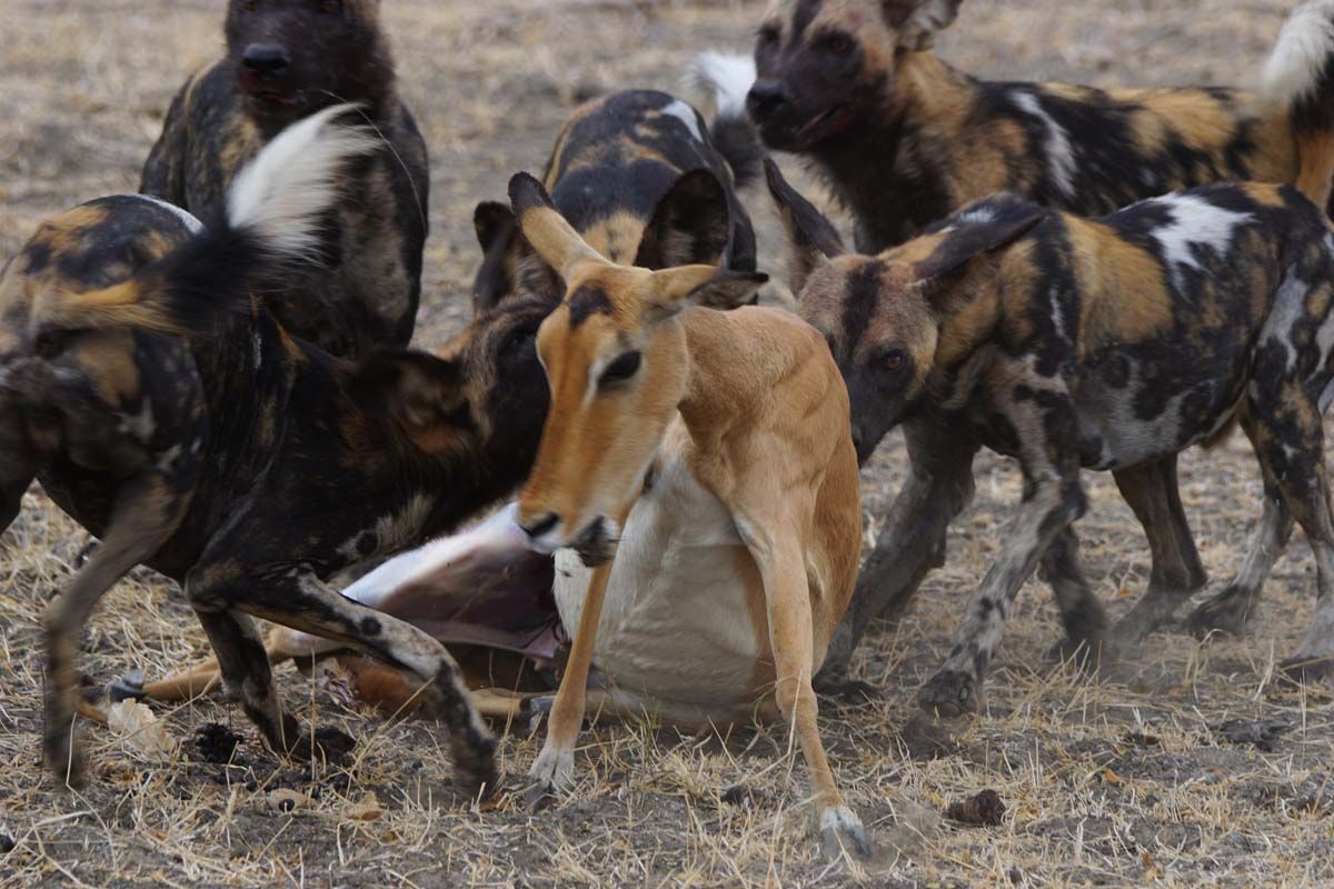 The wild dog kill (caution contains gory images) Dyxum